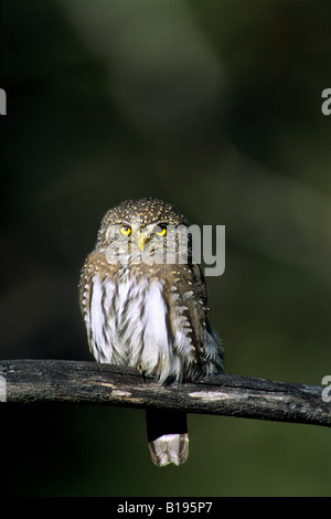 Adulto pigmeo settentrionale-civetta (Glaucidium gnoma) la caccia ai piedi delle Montagne Rocciose, western Alberta, Canada Foto Stock