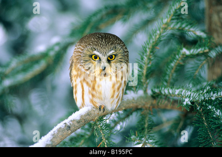 Sono ' appollaiati northern saw-stuzzicare il gufo (Aegolius acadicus). Alberta, Canada. Foto Stock