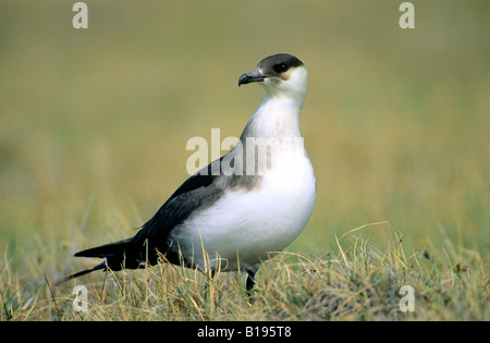 Femmina adulta del parassita (jaeger Stercorarius parasiticus), Victoria Island, Nunavut, Canada Foto Stock