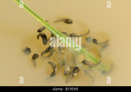 Uova di pianure spadefoot toad (Spea bombifrons), central Alberta, Canada Foto Stock