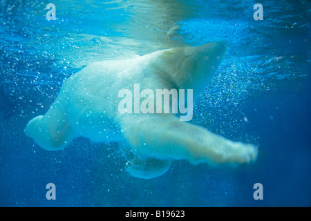 Adulto di orso polare (Ursus maritimus) nuoto. Foto Stock