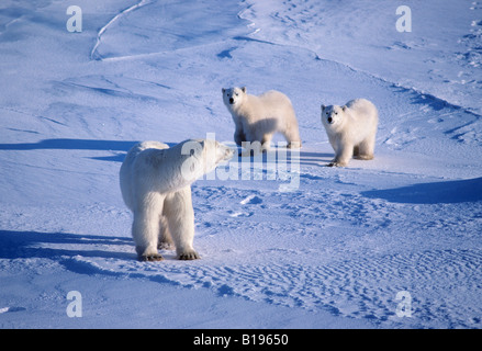 Madre di orso polare (Ursus maritimus) con yearling cubs la caccia in sè il ghiaccio, occidentale della baia di Hudson, Canada Artico Foto Stock