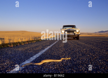 Adulto prairie rattlesnake (Crotalus viridis) attraversando un'autostrada dove può essere ucciso dal passaggio di un veicolo, southern Alberta, C Foto Stock