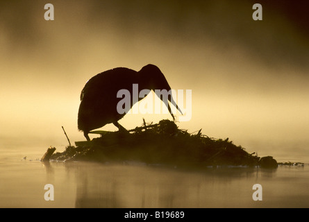 Adulto Rosso Colli di svasso (Podiceps grisegena) montaggio di un nido galleggiante, southern Alberta, Canada Foto Stock