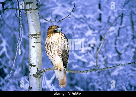 Red-tailed hawk (Buteo jamaicensis) sono ' appollaiati in un nevoso foresta aspen durante la sua migrazione autunnale, Alberta, Canada. Foto Stock