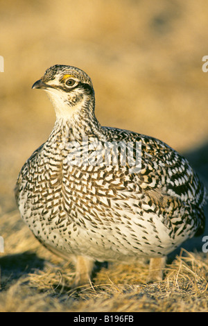 Femmina di sharp-tailed grouse (Tympanuchus phasianellus), prairie Alberta, Canada Foto Stock
