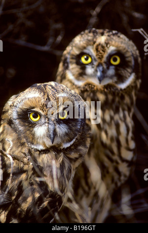 I capretti corto-eared owls (asio flammeus), Southern Alberta, Canada Foto Stock