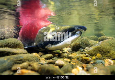 La deposizione delle uova maschio Salmone Sockeye(Oncorhynchus nerka). Adams River, British Columbia, Canada Foto Stock