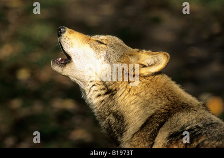 Ululato lupo (Canis lupus), Northern Alberta, Canada. Foto Stock