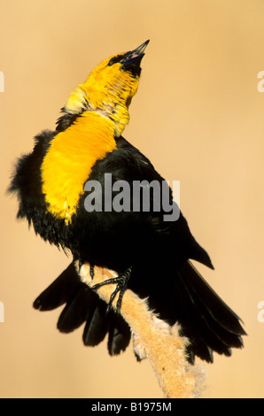 La molla di corteggiamento del maschio giallo-guidato blackbird (Xanthocephalus xanthocephalus), prairie Alberta, Canada Foto Stock