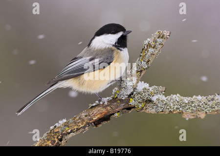 Un Black-capped Luisa (Poecile atricapillus) appollaiato su un ramo in una tempesta di neve in Bolton, Ontario in Canada. Foto Stock