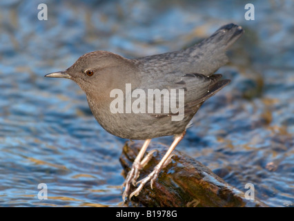 American bilanciere in fiume a Goldstream Provincial Park, l'isola di Vancouver, British Columbia, Canada. Foto Stock