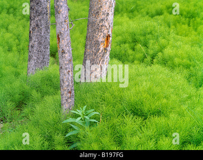 Equiseto e Lodgepole pino, Kananaskis Country, Alberta, Canada Foto Stock