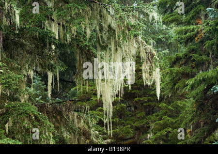 Matusalemme la barba (Usnea longissima) lichen. Si disperde in gran parte attraverso la rottura fisica e il trasporto di pezzi di cordoncino. Essere Foto Stock