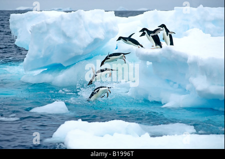 Un gruppo di pinguini Adelie (Pygoscelis adelie) lasciando la loro colonia nidificazione su un viaggio di foraggio. Penisola antartica. Foto Stock