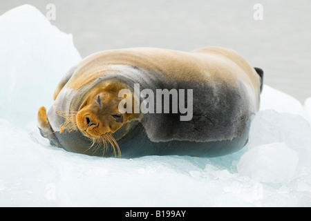 Maschio adulto barbuto guarnizione (Erignathus barbatus), arcipelago delle Svalbard, Arctic Norvegia. Il viso rosso colorazione è prodotta da secr Foto Stock