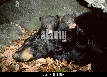 Twin tre-mese old black bear cubs (Ursus americanus) con la loro madre nella famiglia inverno den, Pennsylvania, STATI UNITI D'AMERICA Foto Stock