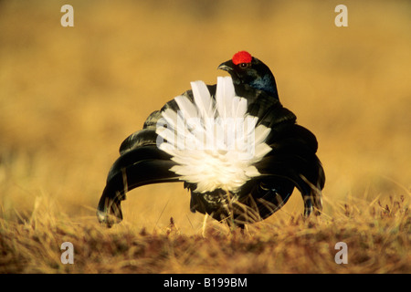 Il corteggiamento nero maschio di gallo cedrone (Tetrao tetrix), Svezia centrale Foto Stock