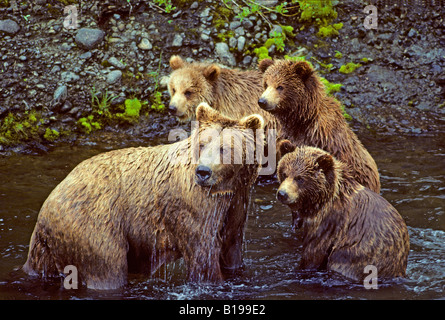 Madre l'orso bruno (Ursus arctos) per la pesca del salmone con la sua tripletta yearling lupetti, costiere Alaska. Foto Stock