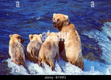 Madre l'orso bruno (Ursus arctos) e suo yearling tripletta cubs pesca in un flusso di salmone, costiera e Alaska. Foto Stock