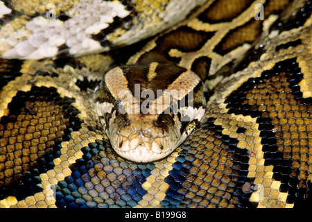 Femmina adulta birmano (Python Python molurus), scampato captive, Everglades National Park, Florida. Foto Stock