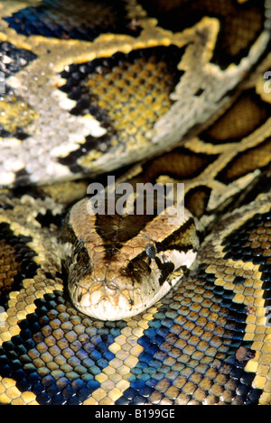 Femmina adulta birmano (Python Python molurus), scampato captive, Everglades National Park, Florida. Foto Stock