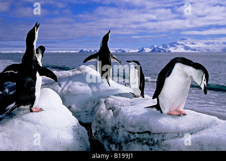 Adulto pinguini Chinstrap (Pygoscelis Antartide) oziare sulla spiaggia, Testa Baily, isola Deception, Penisola Antartica Foto Stock
