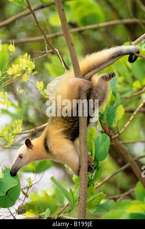 Collare per adulti anteater ((Tamandua tetradactyla) foraggio durante il giorno, Pantanal zone umide, Brasile meridionale. Foto Stock