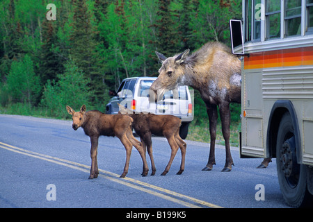 Alci Vacca (Alces alces) e mese-vecchio twin vitelli di attraversamento di un autostrada, Parco Nazionale di Denali, Alaska, STATI UNITI D'AMERICA Foto Stock