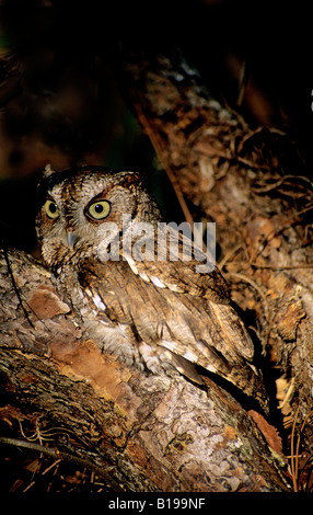 Sono ' appollaiati strillo orientale il gufo comune (asio otus) - rufous fase del colore. Florida. Foto Stock