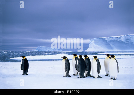 Pinguini imperatore (Aptenodytes forsteri) attendere a bordo del pacco di ghiaccio in preparazione per un foraggio viaggio per mare, Dresc Foto Stock