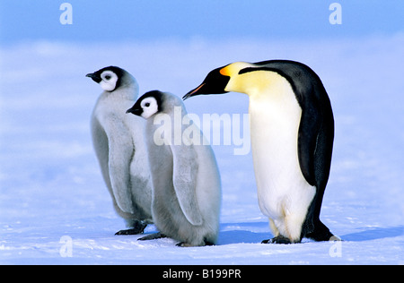 Adulto pinguino imperatore (Aptenodytes forsteri) e pulcini, Atka Bay colony, Mare di Weddell, Antartide. Foto Stock