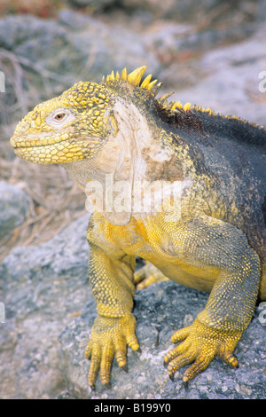 Terra Galapagos iguana (Conolophus subcristatus), Sud Plaza Isola Arcipelago delle Galapagos, Ecuador Foto Stock