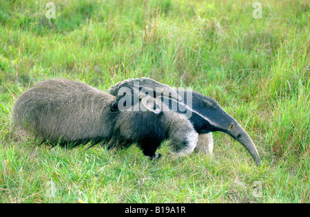 Giant anteater madre (Myrmecophaga tridactyla) e giovani, das Emas parco nazionale, a sudovest del Brasile. Foto Stock