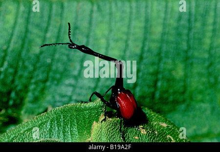 Giraffa maschio colli (curculione Trachelophorus giraffa), Perinet, il Parco nazionale del Madagascar. Il maschio del lungo collo è adatto per rol Foto Stock