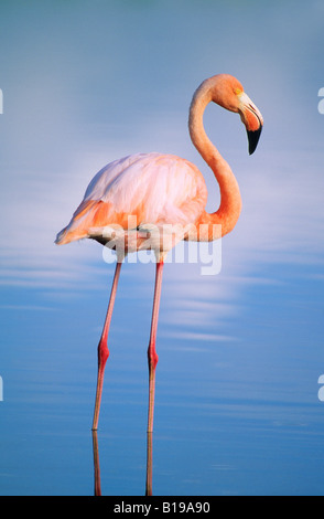 Fenicottero maggiore (Phoenicopterus ruber), Isabela Island, Arcipelago delle Galapagos, Ecuador Foto Stock