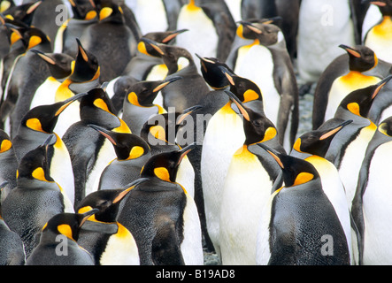 Muta re adulti pinguini (Aptenodytes patagonicus), Salisbury Plains, Isola Georgia del sud, sud dell'Oceano Atlantico Foto Stock