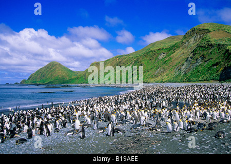 Re pinguini (Aptenodytes patagonicus) e royal pinguini (Eudyptes schlegeli) oziare sulla spiaggia nella baia di Lucitania, Macquarie Foto Stock