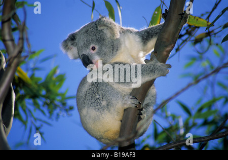 I capretti koala (Phascolarctos cinereus). Brisbane, Australia Foto Stock