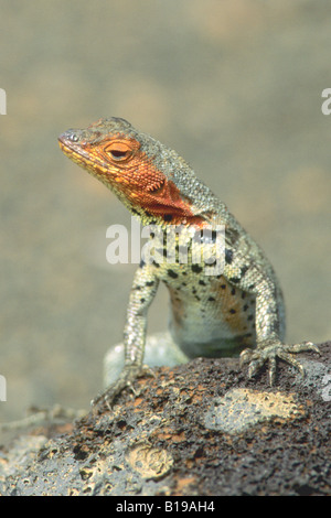 Lava femmina lizard (Microlophus spp), Bartolome Isola Arcipelago delle Galapagos, Ecuador Foto Stock