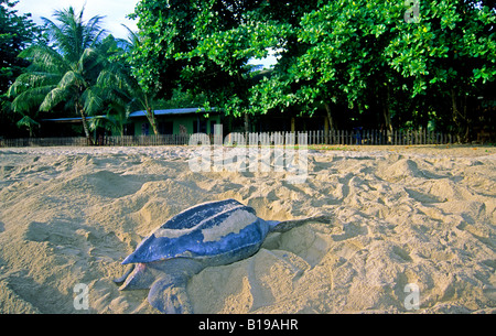 Liuto di nidificazione della tartaruga di mare (Dermochelys coriacea), Grande Riviere, Trinidad Foto Stock