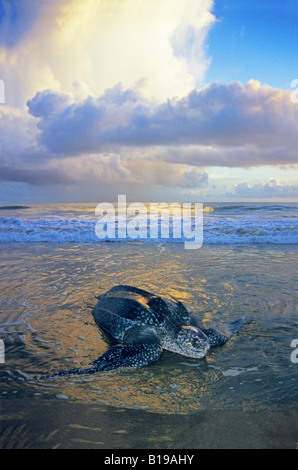 Femmina adulta liuto tartaruga di mare (Dermochelys coriacea) sbarcano a nido su una spiaggia di Trinidad. Foto Stock