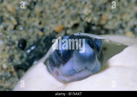 Hatchling liuto tartaruga di mare (Dermochelys coriacea) la rottura delle uova, Trinidad. Foto Stock