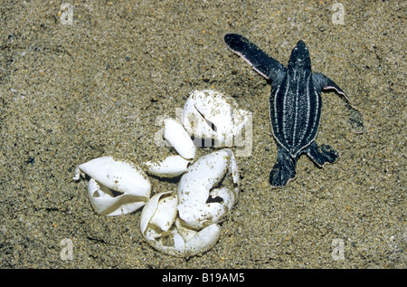 Appena schiuse liuto tartaruga di mare (Dermochelys coriacea), Trinidad. Foto Stock
