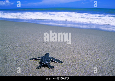 Appena schiuse liuto tartaruga di mare (Dermochelys coriaciae) sfuggire al mare, Trinidad. Foto Stock