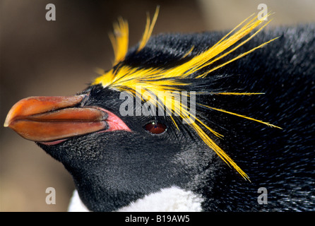 Adulto maccheroni penguin (Eudyptes chrysolophus) incubare il suo nido, Isola Georgia del Sud, Oceano Meridionale, Antartide Foto Stock