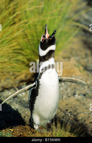 Maschio di magellanic penguin (Spheniscus magellanicus)nel display ecstatis, Penisola Valdez, costiere Argentina Foto Stock