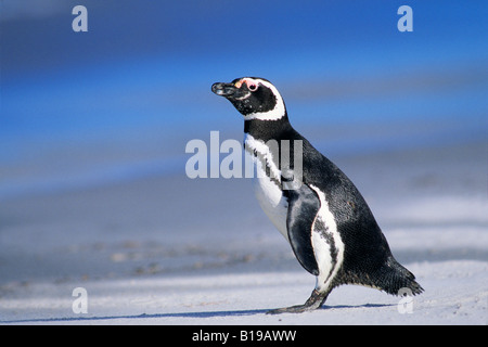 Magellanic penguin (Spheniscus magellanicus) di ritorno da un viaggio di foraggio in mare nelle Isole Falkland