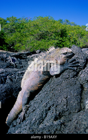 Iguana marina (Amblyrhynchus cristatus) crogiolarsi al sole del mattino, Fernandina Island, Arcipelago delle Galapagos, Ecuador Foto Stock