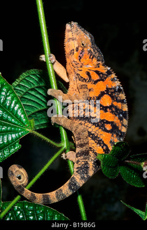 Panther chameleon (Furcifer pardalis), Madagascar Foto Stock
